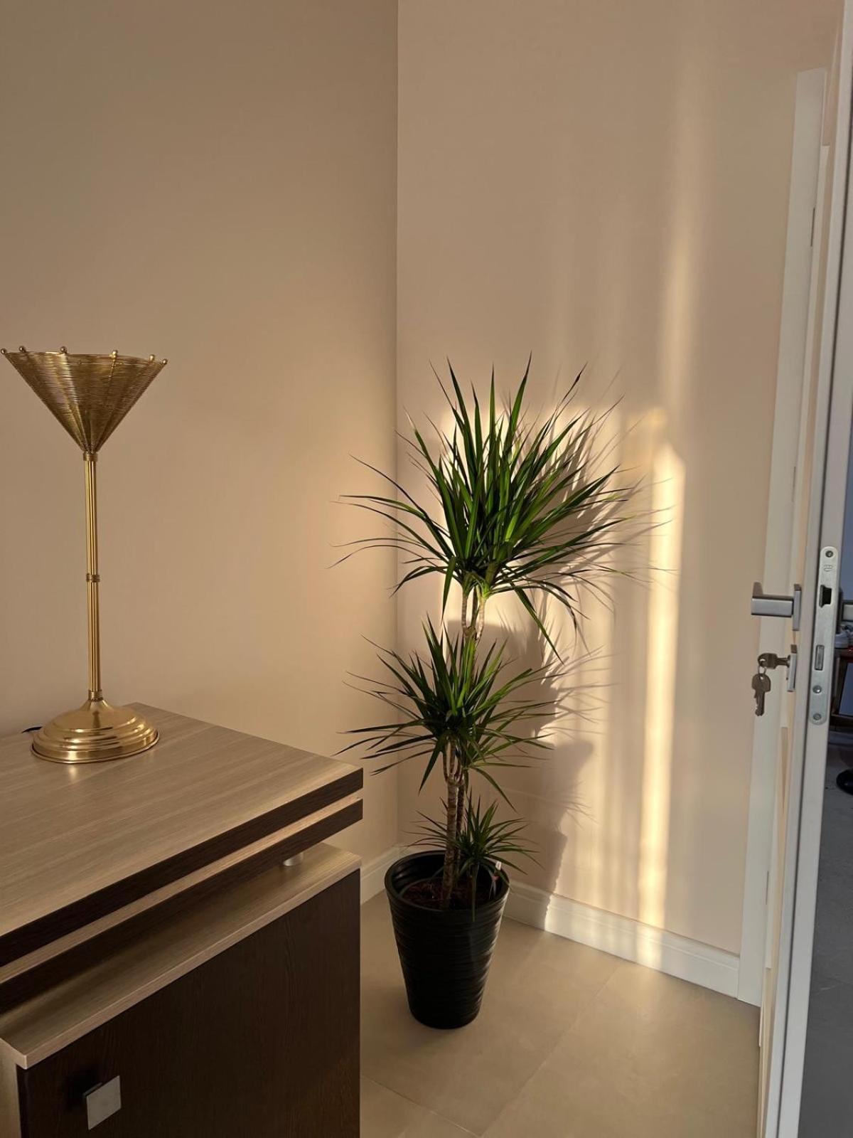 Pensiunea Villa D'Amici Mosnita Noua ภายนอก รูปภาพ